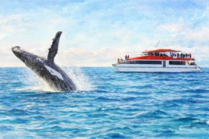 Sydney 3-Hour Whale Watching Cruise: Tickets & Guide
