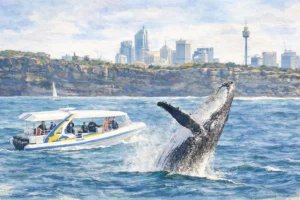 Sydney Ocean Whale Watching Experience: Tickets & Guide